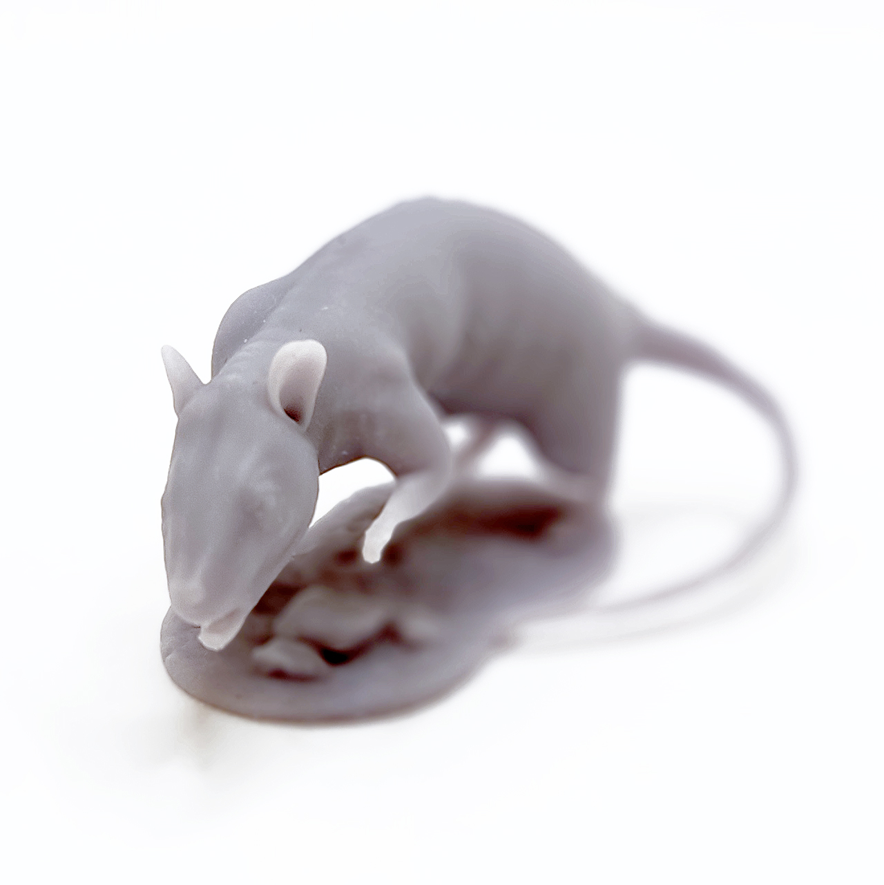 rat_01