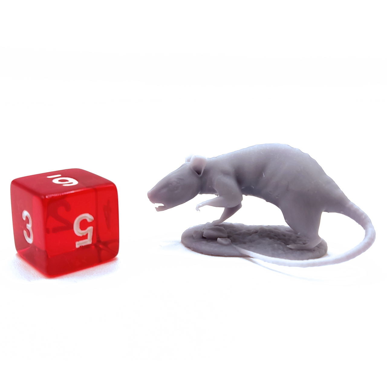 rat_03