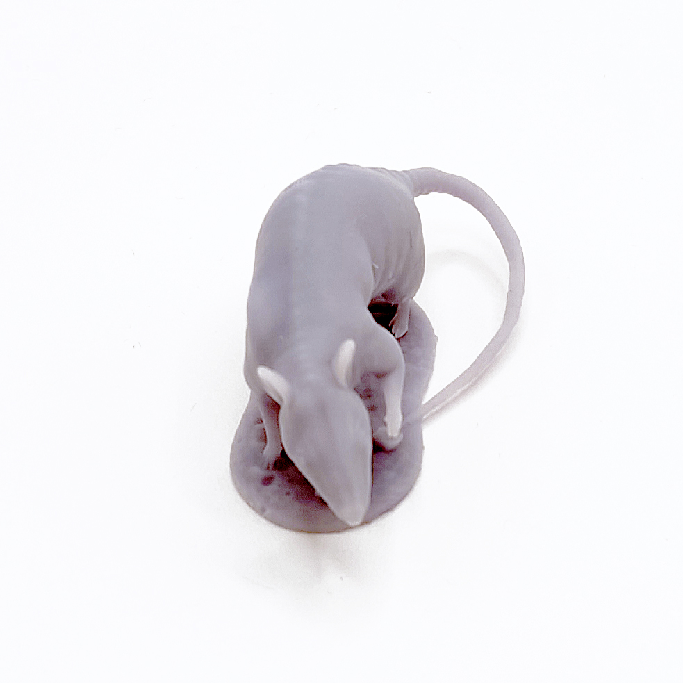 rat_05